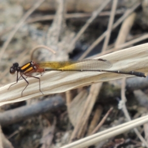 Nososticta solida at Tuggeranong DC, ACT - 15 Jan 2020