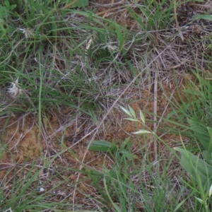 Rytidosperma carphoides at Harrison, ACT - 13 Mar 2020