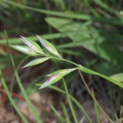 Rytidosperma carphoides at Harrison, ACT - 13 Mar 2020