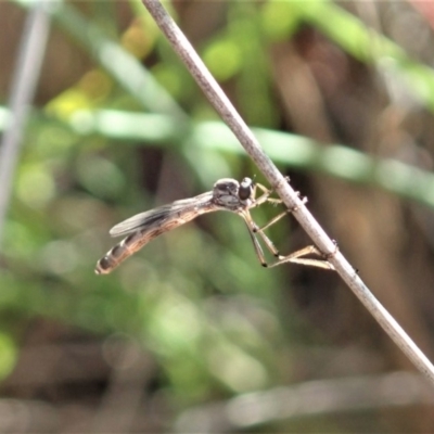 Leptogaster sp. (genus) (Robber fly) at Cook, ACT - 7 Apr 2020 by CathB