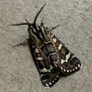 Apina callisto at Reid, ACT - 17 Apr 2020 01:08 PM