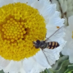 Melangyna viridiceps (Hover fly) at Molonglo Valley, ACT - 15 Apr 2020 by JanetRussell