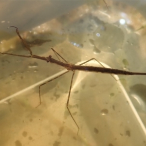 Ranatra sp. (genus) at Cook, ACT - 10 Apr 2020