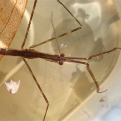 Ranatra sp. (genus) at Cook, ACT - 10 Apr 2020