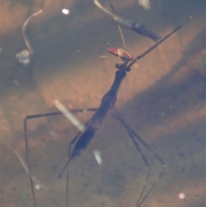 Ranatra sp. (genus) at Cook, ACT - 10 Apr 2020