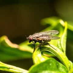 Helina sp. (genus) (Muscid fly) at Macgregor, ACT - 15 Apr 2020 by Roger