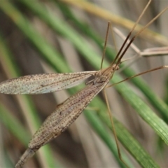 Austrolimnophila antiqua (Crane fly) at Mount Painter - 9 Apr 2020 by CathB