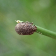 Morbora sp. (genus) (Unidentified Morbora shield bug) at Mount Painter - 9 Apr 2020 by CathB