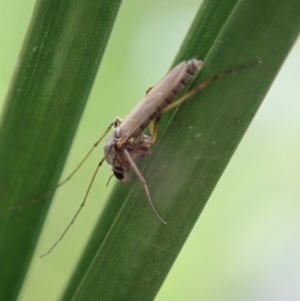 Chironomidae (family) at Cook, ACT - 9 Apr 2020 12:30 PM