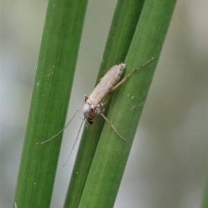 Chironomidae (family) at Cook, ACT - 9 Apr 2020 12:30 PM