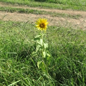 Helianthus annuus at Macgregor, ACT - 18 Apr 2020