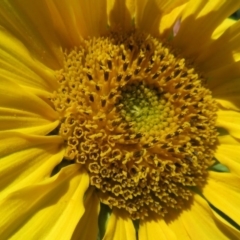 Helianthus annuus at Macgregor, ACT - 18 Apr 2020