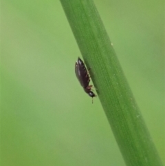 Latridiidae sp. (family) at Cook, ACT - 7 Apr 2020