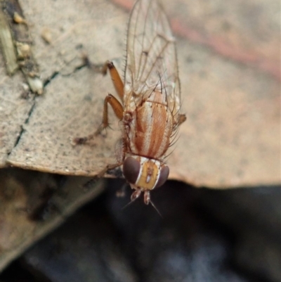 Sapromyza sp. (genus) (A lauxaniid fly) at Cook, ACT - 9 Apr 2020 by CathB