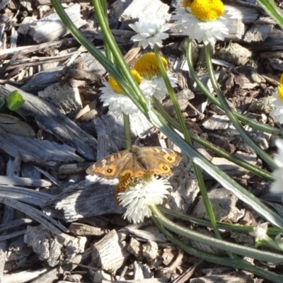 Junonia villida (Meadow Argus) at Sth Tablelands Ecosystem Park - 15 Apr 2020 by JanetRussell