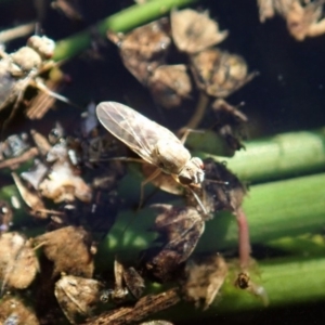 Ephydridae sp. (family) at Cook, ACT - 9 Apr 2020