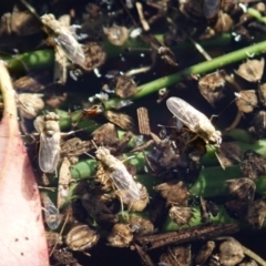 Ephydridae sp. (family) at Cook, ACT - 9 Apr 2020