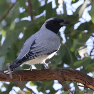 Coracina novaehollandiae at Coree, ACT - 17 Apr 2020