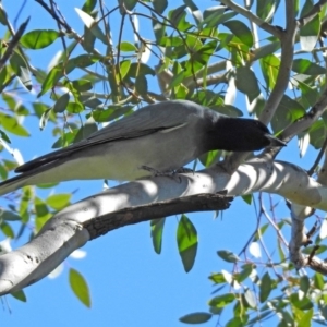 Coracina novaehollandiae at Coree, ACT - 17 Apr 2020 12:17 PM