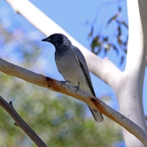 Coracina novaehollandiae at Coree, ACT - 17 Apr 2020