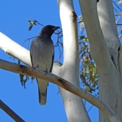 Coracina novaehollandiae at Coree, ACT - 17 Apr 2020