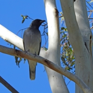 Coracina novaehollandiae at Coree, ACT - 17 Apr 2020