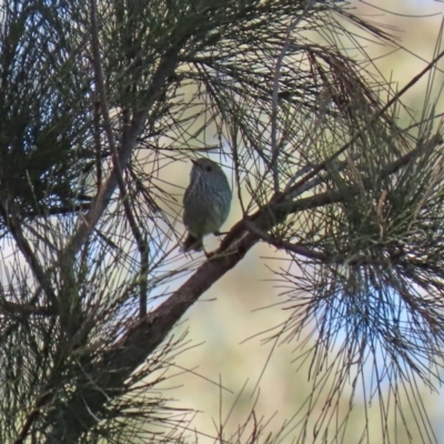 Acanthiza pusilla (Brown Thornbill) at Stromlo, ACT - 17 Apr 2020 by RodDeb