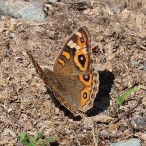 Junonia villida at Coree, ACT - 17 Apr 2020 12:02 PM