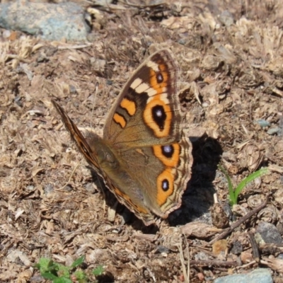 Junonia villida (Meadow Argus) at Coree, ACT - 17 Apr 2020 by RodDeb