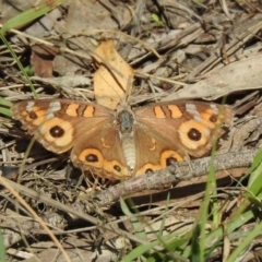 Junonia villida at Coree, ACT - 17 Apr 2020 12:02 PM