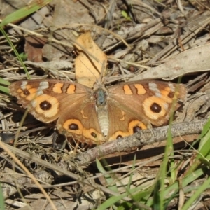 Junonia villida at Coree, ACT - 17 Apr 2020 12:02 PM