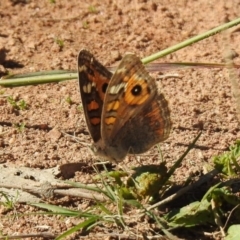 Junonia villida at Coree, ACT - 17 Apr 2020