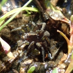 Pisauridae (family) (Water spider) at Cook, ACT - 12 Apr 2020 by CathB