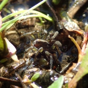 Pisauridae (family) at Cook, ACT - 12 Apr 2020