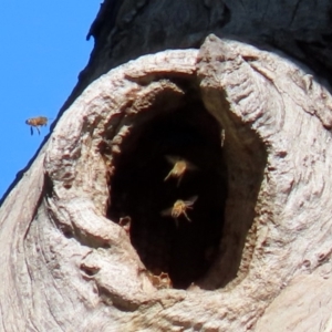 Apis mellifera at Stromlo, ACT - 17 Apr 2020