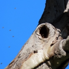 Apis mellifera at Stromlo, ACT - 17 Apr 2020