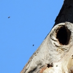 Apis mellifera at Stromlo, ACT - 17 Apr 2020