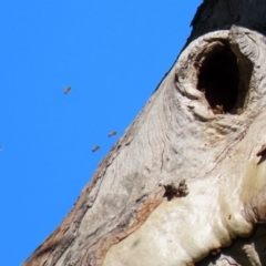 Apis mellifera at Stromlo, ACT - 17 Apr 2020