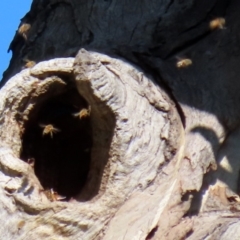 Apis mellifera at Stromlo, ACT - 17 Apr 2020