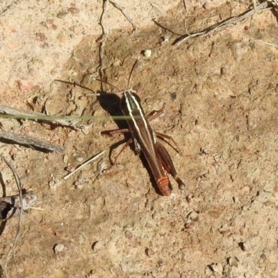 Macrotona australis (Common Macrotona Grasshopper) at Stromlo, ACT - 17 Apr 2020 by RodDeb