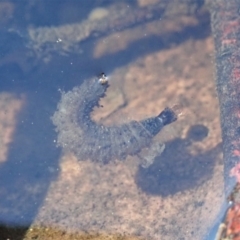 Dytiscidae (family) (Unidentified diving beetle) at Mount Painter - 18 Apr 2020 by CathB