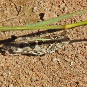 Oedaleus australis at Stromlo, ACT - 17 Apr 2020