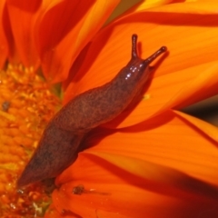 Deroceras reticulatum (Grey Field Slug) at Macarthur, ACT - 18 Apr 2020 by RodDeb