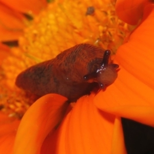 Deroceras reticulatum at Macarthur, ACT - 18 Apr 2020