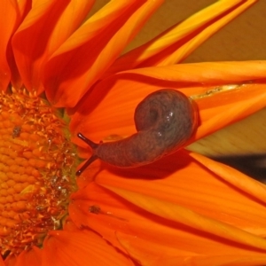 Deroceras reticulatum at Macarthur, ACT - 18 Apr 2020