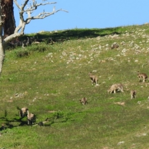 Macropus giganteus at Coree, ACT - 17 Apr 2020 11:47 AM