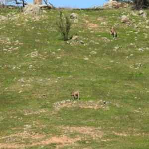 Macropus giganteus at Coree, ACT - 17 Apr 2020 11:47 AM