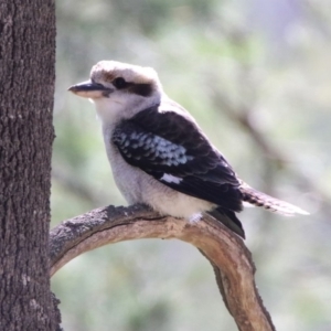 Dacelo novaeguineae at Coree, ACT - 17 Apr 2020