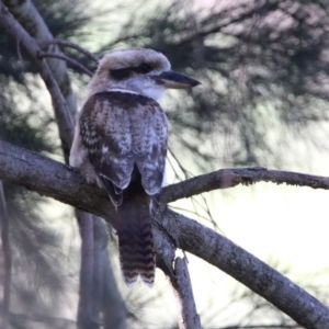 Dacelo novaeguineae at Coree, ACT - 17 Apr 2020