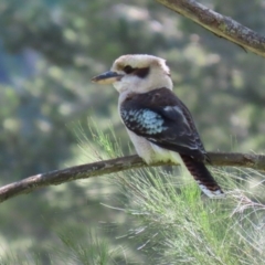 Dacelo novaeguineae at Coree, ACT - 17 Apr 2020